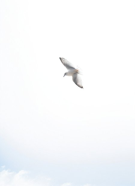 highkey, bird, white background, sky, wind,
 <lora:Highkey-SDXL:0.8>