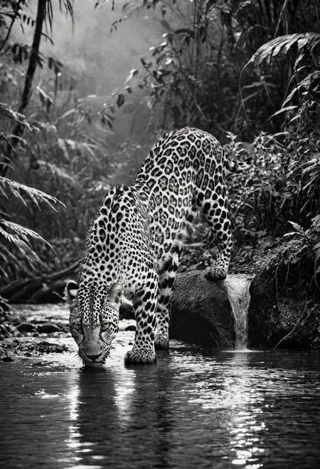 a (black and white:1.5) photo of a leopard, in the jungle, drinking at the at the edge of a river, at dusk, dense jungle forest, dramatic lights, shallow depth of field, blurred background, extreme details, intricate details, 8k, 35mm photo, photorealism, realistic photo, national geographic style, masterpiece, film photography style