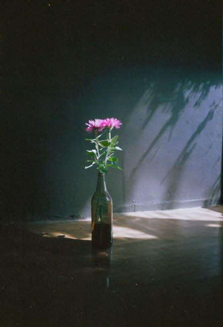 FP100C, instagram photo,a bottle with a flower,  hard shadows, film grain