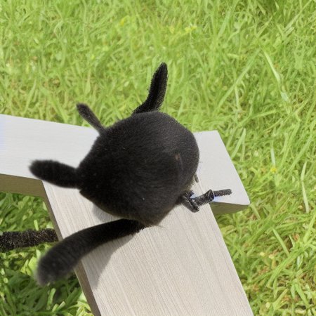 realistic, nature, table, scenery, smile, black cat