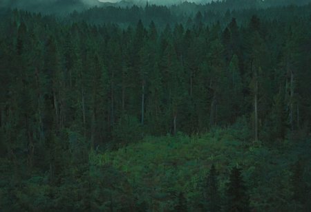 giant forest landscape,  enigmatic landscape, and moody atmosphere enhanced by studio ghibli colors