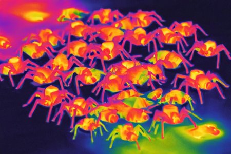 spider,  thermalvision  <lora:thermalvision_v0.0.3:1>