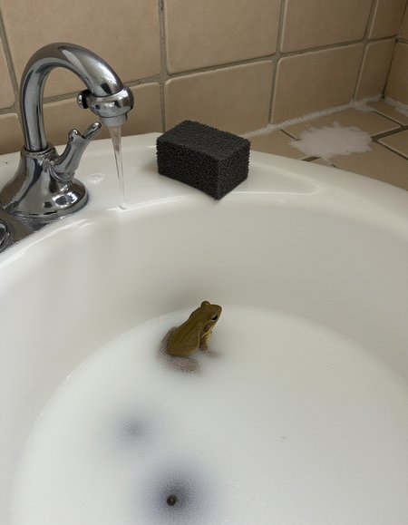 A photo of a kitchen sink with soap suds and a sponge resting on the edge. Water droplets cling to the faucet handle and surrounding tiles. A tiny frog can be seen bathing in the suds., <lora:amateurphoto-v5-14-15-1-1:0.4> <lora:Another_Amateur_Lora:0.4> <lora:Phlux:0.4> <lora:UltraRealistic_Lora_Project:0.4>