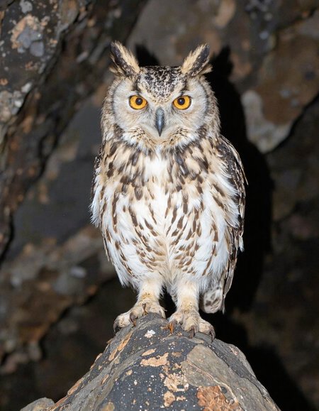 This is a photograph of a Great Horned Owl perched in a dark, rocky cave. The owl, positioned centrally in the frame, has striking yellow eyes that appear to be looking directly at the camera, giving a sense of alertness and intensity. Its feathers are predominantly white with bold black streaks and spots, creating a striking contrast that makes the owl's plumage appear almost patterned. The owl's head features two prominent tufts of feathers, resembling small horns, which give it a distinctive appearance.

The background is almost completely dark, emphasizing the owl's light-colored feathers and the golden hue of its eyes. The cave walls are rough and textured, with varying shades of gray and brown, suggesting a natural, rugged environment. The lighting in the photograph is soft but sufficient to highlight the owl's features without creating harsh shadows.

The overall mood of the image is one of mystery and solitude, enhanced by the dark, enclosed space of the cave. The composition and lighting focus attention on the owl, making it the central subject of the photograph, with the cave serving as a dramatic and natural backdrop.