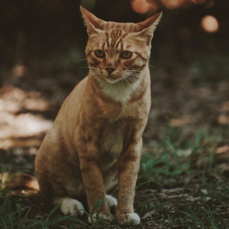 cats1_SDXL_LORA_DREAMBOOTH