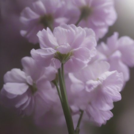 Preview 10005673