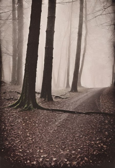 lith_argenta_beh1r,  instagram photo, a rainy and foggy forrest, hard shadows, film grain