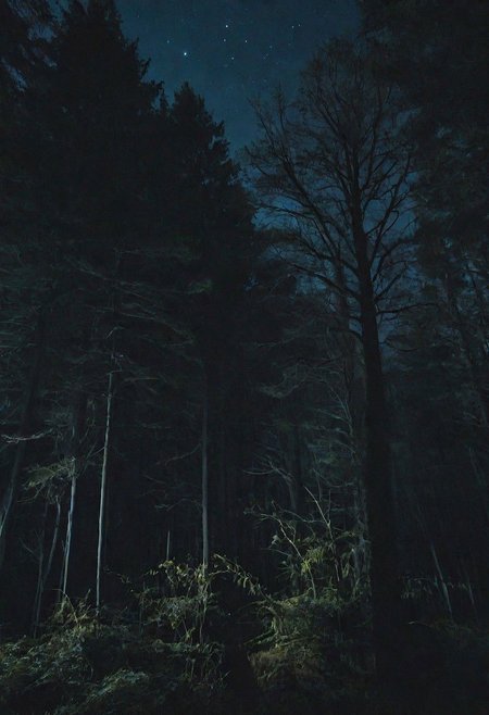 a night forest without