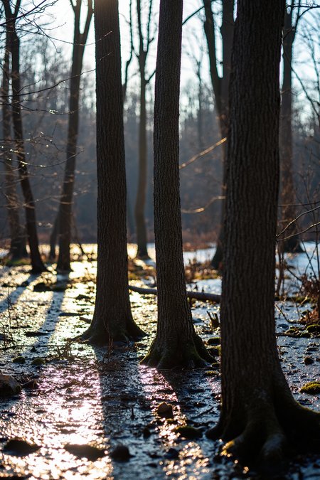 sony_a7III professional style photo, Sunlit forest scene featuring a cluster of tall, leafless trees with textured bark, standing in shallow water reflecting dappled sunlight, thin branches stretching in various directions, soft-focus background creating depth, sunlight streaming through the trees casting long, dramatic shadows across the wet surface, sparse undergrowth and twigs emerging from the water, calm and serene atmosphere, high contrast lighting emphasizing the interplay of light and shadow in the natural setting