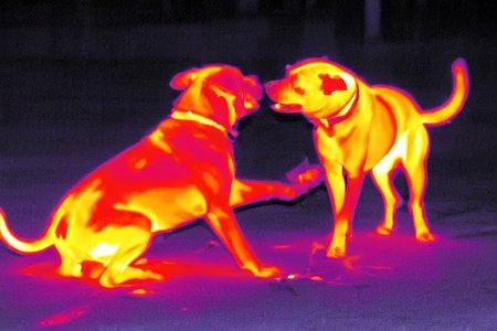 dog fights,  thermalvision  <lora:thermalvision_v0.0.3:1.05>