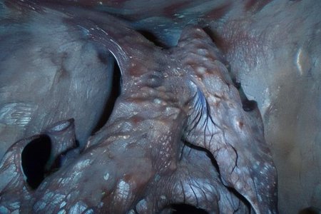 a mystical abstract organism that create a medieval knight armor in a dark and strange cave,dark, horror, obscure, mystic, mystical, splatter, organic, realistic, real, hyper realism