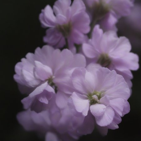 Preview 10005677