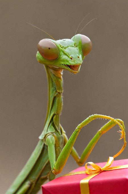 a mantis in awe getting a gift for it has birthday,   <lora:- SDXL - vanta-black_contrast_V3.0:0.6>