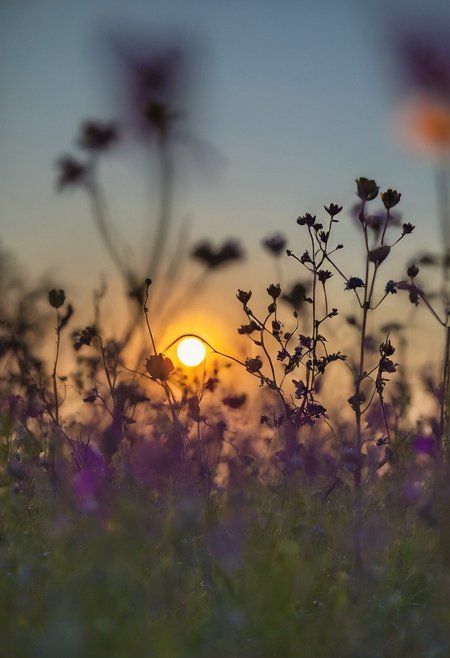 A macro nature photograph shows silhouetted wildflower stems standing tall against a dramatic sunset background. The delicate plant forms appear as dark shapes, backlit by an orange sun low on the horizon. Scattered circular bokeh effects from the background light sources create glowing orbs across the image.  The shallow depth of field and natural backlighting create layers of depth in the purple-tinted meadow setting. Portrait photography with natural backlighting and shallow depth of field.l teal shadows on the ground. The low-angle perspective positions the camera close to ground level, looking up at the wildflower stems reaching toward the sky. The shallow depth of field from a long lens keeps only the closest stems in sharp focus while softly blurring the background. Macro photography with shallow depth of field and dramatic backlighting creates strong silhouettes against a soft-focus background.