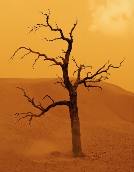 . A lone tree stands in the middle of a desert landscape, surrounded by a thick layer of dust. the tree is bare, with no leaves, and its trunk is twisted and gnarled, giving it a desolate appearance. the background is a gradient of warm oranges and yellow hues, creating a sense of depth and atmosphere. the image is taken from a low angle, looking up at the tree and the dust, which creates a dramatic contrast between the two elements. the overall mood is one of isolation and solitude, with the tree standing out against the vast expanse of the desert.