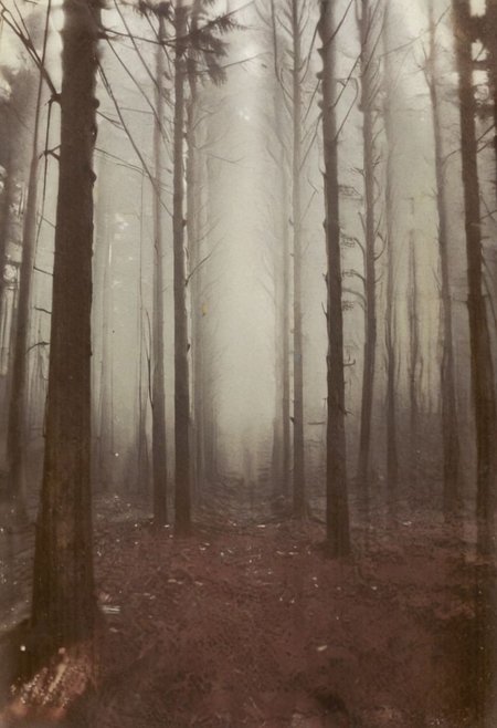 lith_agfabrovira_BEH111, instagram photo, a foggy forrest, hard shadows, film grain