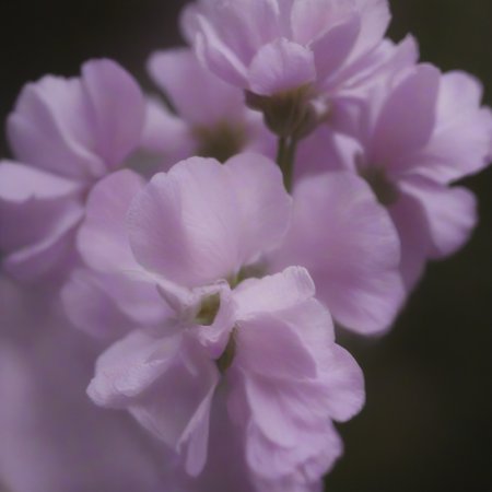Preview 10005674