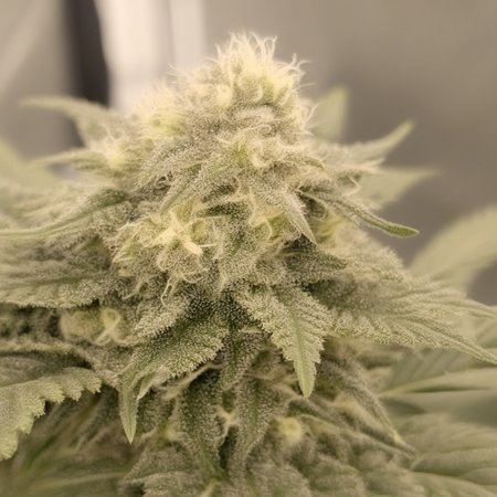 herbaceous growth, dense vegetation, aromatic profile, natural lighting, subtle shadowing, pristine leaf symmetry; lush green surroundings, sunlight dappling through branches, fine leaf veins, dense foliage backdrop. A detailed close-up of healthy cannabis buds, coated with glistening trichomes and showing detailed stem and leaf structure. The sunlight softly illuminates the lush, vibrant greenery, enhancing the natural tones and chlorophyll concentration. The scene has a gentle morning mist in the background with botanical depth, showcasing a balanced, organic harmony in the plant’s natural habitat.