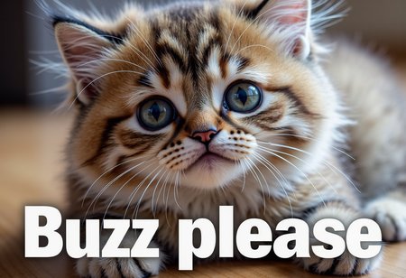 A cute fluffy cat with big sad begging eyes, big text below that says "Buzz please"