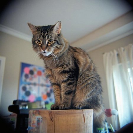 Shot with a Holga camera, a fluffy, medium-sized cat named Allie with a mottled coat featuring dark brown and black tabby stripes perched on a wooden post
