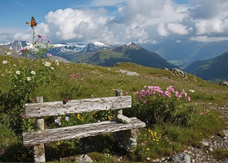 (no human:1.18), scenic wide open alpine landscape, flowering juicy mountain meadow at springtime, Scandinavian Mountains(butterflies:1.14), group of  birch trees, (Stone bench) Weathered, worn, nestled among wildflowers, for a lonely rest,  
(Mountain wildflowers: Pink primrose (Primula elatior) 
(clouds dapple sunlight, rain in the distance,:1.18)
,(trending:1.16) (RAW:1.08),subsurface tering high definition,  <lora:sdxl\zy_Realism_Enhancer_v1.safetensors:0.85:0.18>  p4,s20