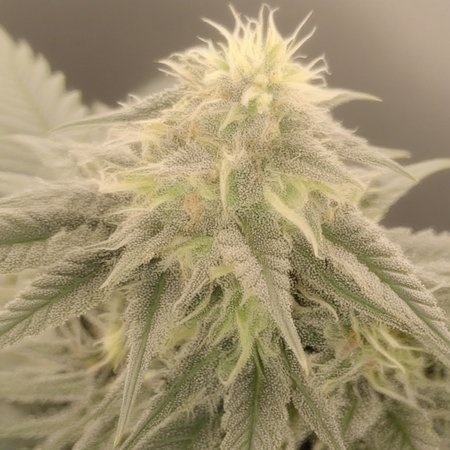 cannabis flower, natural formation, vibrant leaves, trichome detail, emerald-rich foliage; layered vegetation, atmospheric perspective, crisp edge definition, morning dew on leaves. A macro shot of a mature cannabis bud with resinous trichomes, surrounded by vibrant green foliage. Soft morning light highlights the delicate pistils, leaf structure, and intricate veins, with dew-covered leaf tips and a humid garden atmosphere. Rich color gradients in a balanced natural palette create a calm, nature-inspired composition with a detailed botanical focus.