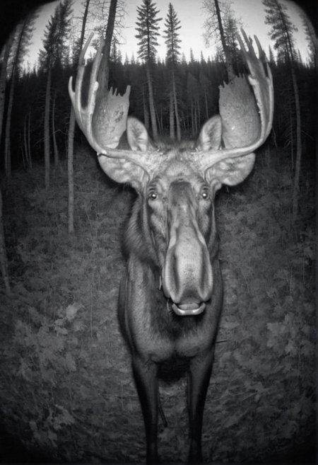 moose looks at the viewer,  camera trap, monochrome   <lora:Camera_trap:1>