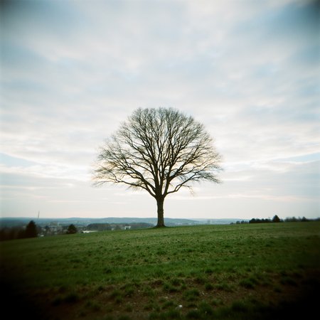Shot with a Holga camera, a single tree in an open field