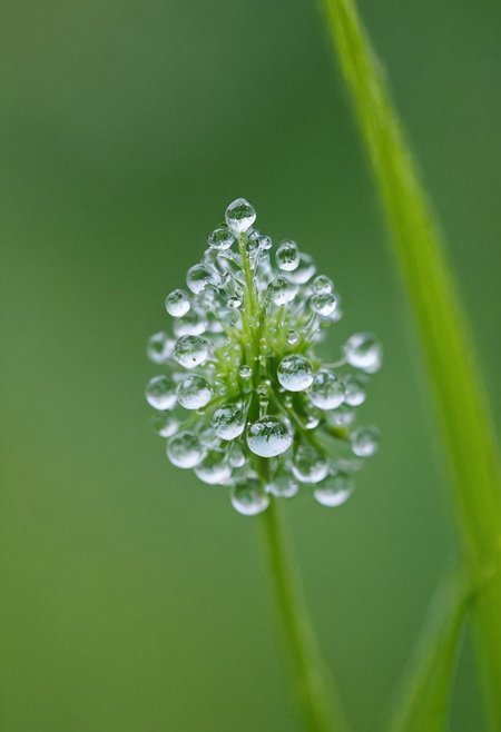 Capture a single flower against a plain background, focusing on the delicate details and form. Overlay the image with close-up shots of dew drops to add an element of freshness and detail. Use a Canon EOS RP with a Canon RF 85mm f/2 Macro IS STM lens at f/4, 1/160s, ISO 100. For the dew drops, use a macro lens and similar settings to capture the fine details.