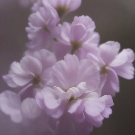 Preview 10005672