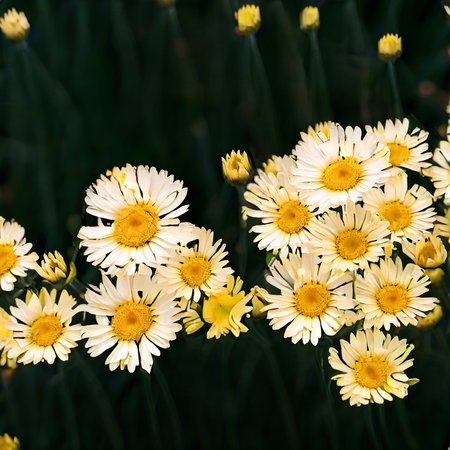 Anthemis