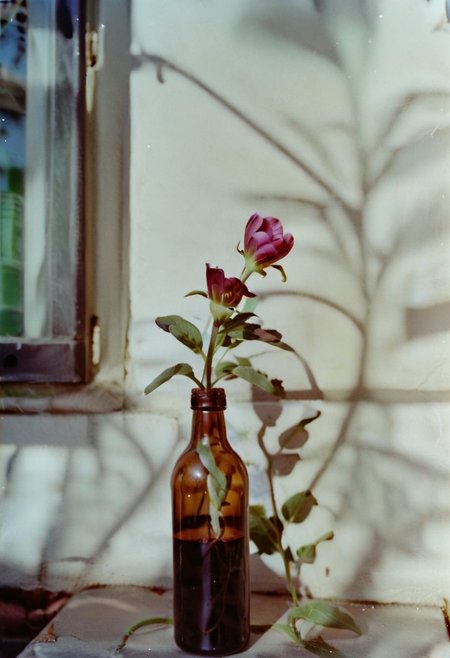 c41_hasselblad_portra400,  instagram photo,a bottle with a flower,  hard shadows, film grain