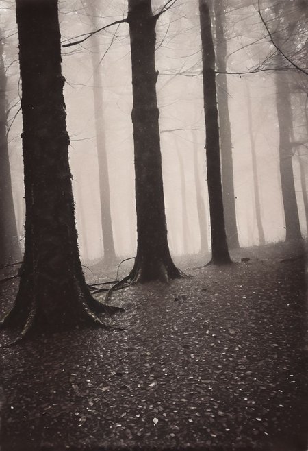 lith_argenta_beh1r,  instagram photo, a rainy and foggy forrest, hard shadows, film grain
