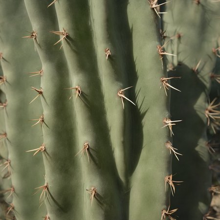 Cactus