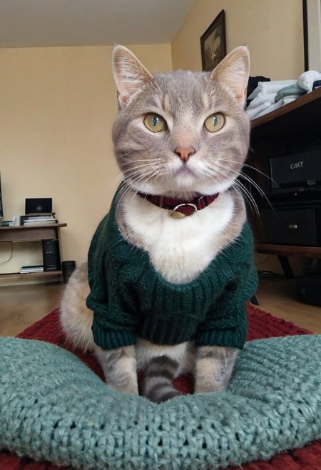realistic photo, (sharp focus, highly detailed, 4k, 8k, best quality, masterpiece, ultra highres:1)m <lora:fpz:0.88>, fpz, 1cat, cat, wearing a turtleneck sweater, wearing yoga pants