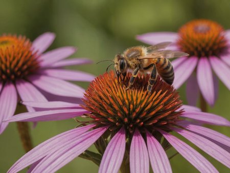 Closeup of a honey bee on a Purple coneflower in a sunny garden, sharp focus,

ZipRealism, Zip2D

<lora:RMSDXL_Enhance:1>,
<lora:add-detail-xl:0.8>,
<lora:RMSDXL_Darkness_Cinema:1>,