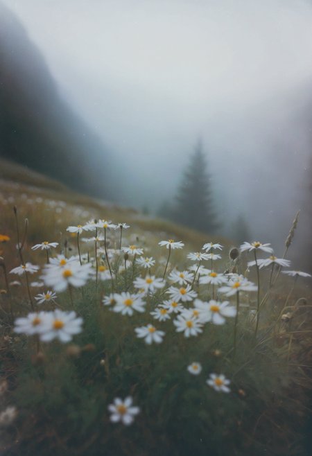 c41_zenit_kodakgold, instagram photo, a foggy mountain, wildflowers, herbs, soft shadows, film grain, insanely detailed, perfect composition, high resolution of detail, studio photo quality  <lora:c41_zenit_kodakgold_SDXL:1> <lora:add-detail-xl:1.5>