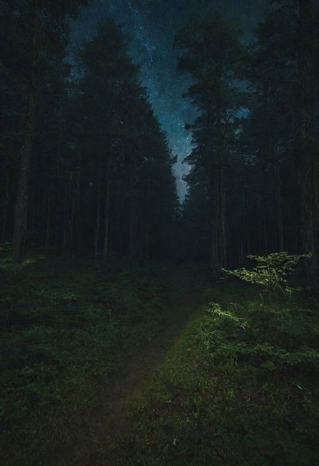 a night forest without