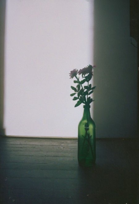 FP100C, instagram photo,a bottle with a flower,  hard shadows, film grain