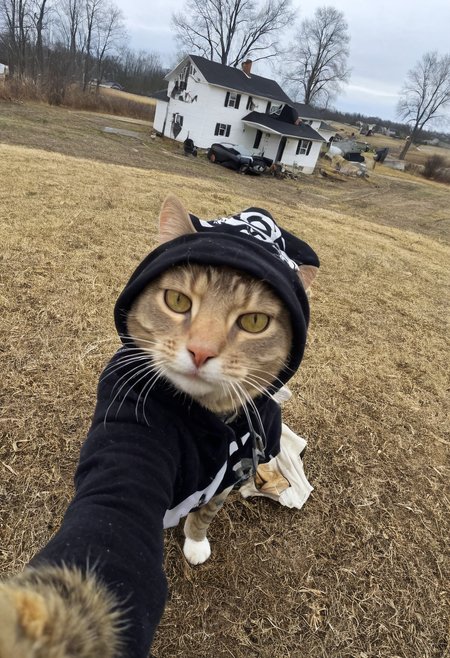 gangster cat makes selfie, looks in camera,solo,burning house on background,wears a bandanna <lora:Cats_selfie:1.0000000000000002>