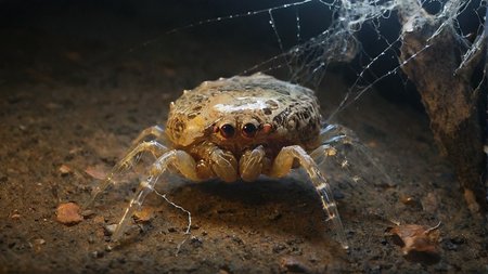 cinematic photo of a lysergic spider web closeup, full frame wide shot, a giant (cyborg mushroom spider:1.1) with mouth and long strands of teeth made of fungal webbing, gritty, textured, slick, moonlit, cinemascope, moody, epic, gorgeous, film grain, grainy . Eerie, unsettling, dark, spooky, suspenseful, grim, highly detailed, 35mm photograph, film, bokeh, professional, 4k, highly detailed . 35mm photograph, film, bokeh,<lora:guaidan:0.8> guaidan <lora:Tomat:0.8>   <lora:d4bz:0.8> d4bz  <lora:lac040-sdxl-lora-v1-1:0.8> lac040