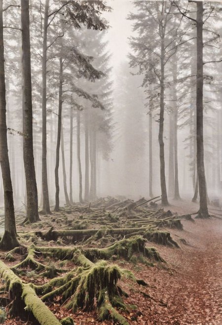 lith_Berlofot_Berlolux1N, a foggy forrest with old and strong trees