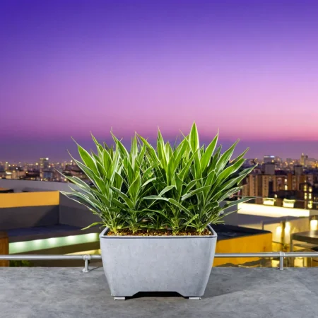 (plant pot showcase) <lora:27_plant_pot_showcase:1.1>
Purple background,
high quality, professional, highres, amazing, dramatic,
(Urban rooftop terrace and city views:0.5),