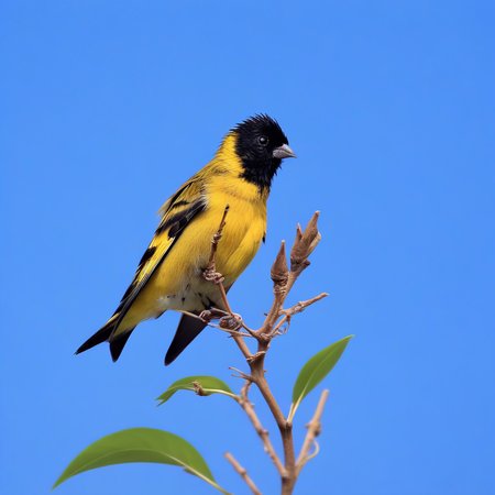cabecita negra