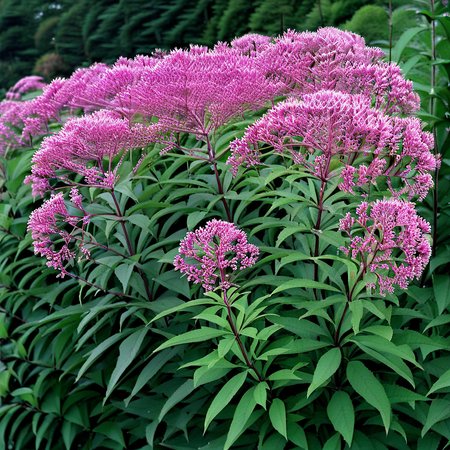 Eupatorium_maculatum_Gateway