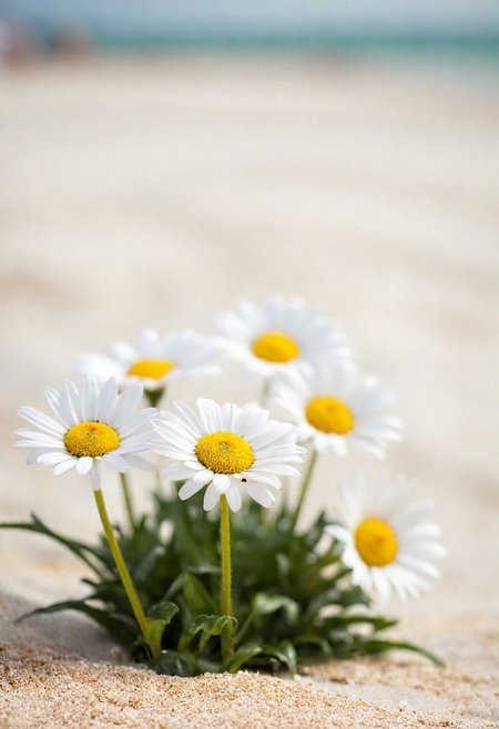 Bavarian ([Daisy:Daisies:2]:1.2) , Ceramic and Groovy, Rule of Thirds, Geeky beach, Hazy conditions, soft focus, Suffering, hard light, 50mm, professional, (sfw:1.1) <lora:picxer_real:0.8>