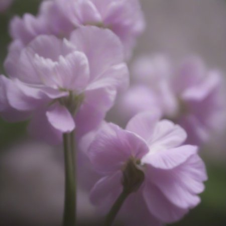 Preview 10005671