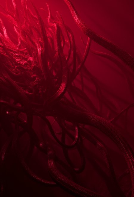 Preview 32277554