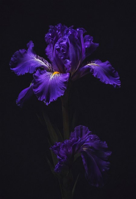 an extremely delicate and beautiful flower, extremely detailed ,CG,unity,8k wallpaper, Amazing, finely detail, masterpiece, best quality,official art,extremely detailed , incredibly absurdres, huge filesize , ultra-detailed, highres, extremely detailed, beautiful on a beautiful star-filled night, purple iris flower, a insane crazy purple iris is cutting through the darkness with a sword of light! neon_style  Light