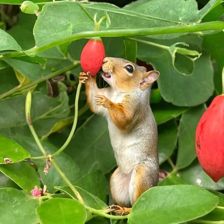 <lora:coccinia grandis 200 SDXL-000002:0.8>
coccinia grandis,best quality, high quality, highres, masterpiece, microcosm, 
The squirrel's mouth is stuffed with coccinia grandis ,
